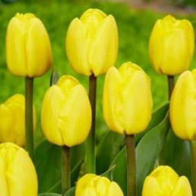 Tulip ‘Novi Sun’ (Bulbs)