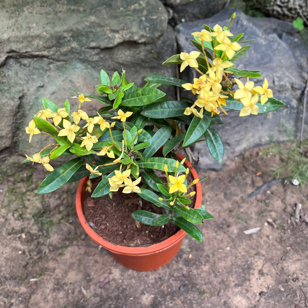 Ixora Dwarf Yellow Plant