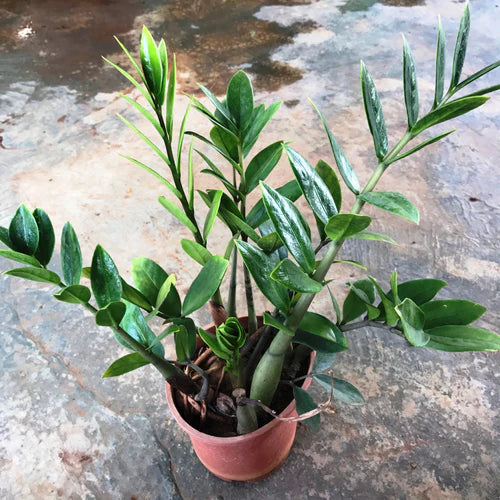 Zamioculcus Zamiifolia Plant