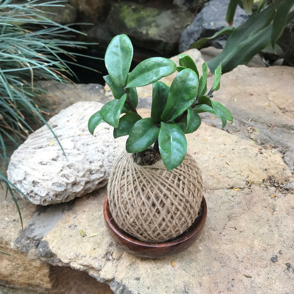 Kokedama Moss Ball Zamia Zenzii Plant