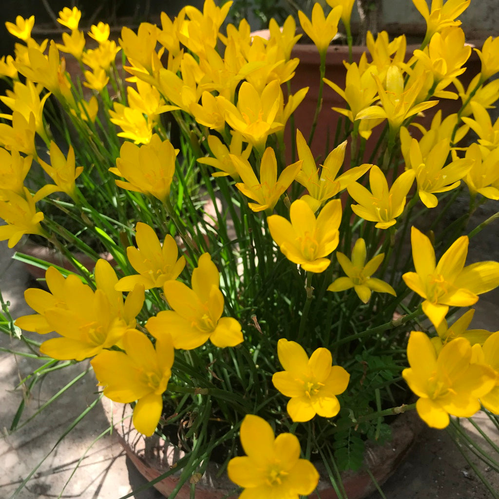 Rain Lily 'Sulphurea' (Bulbs)