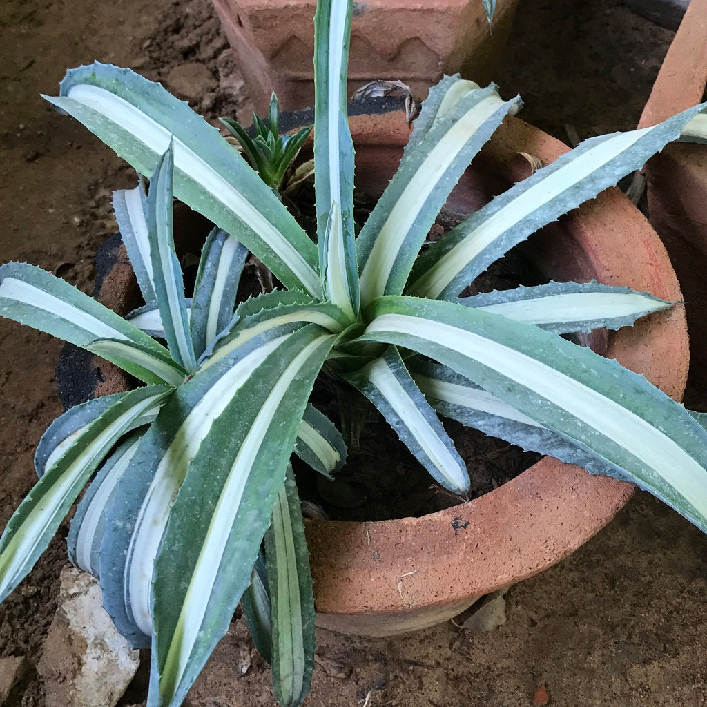 Agave Americana Mediopicta Alba Plant