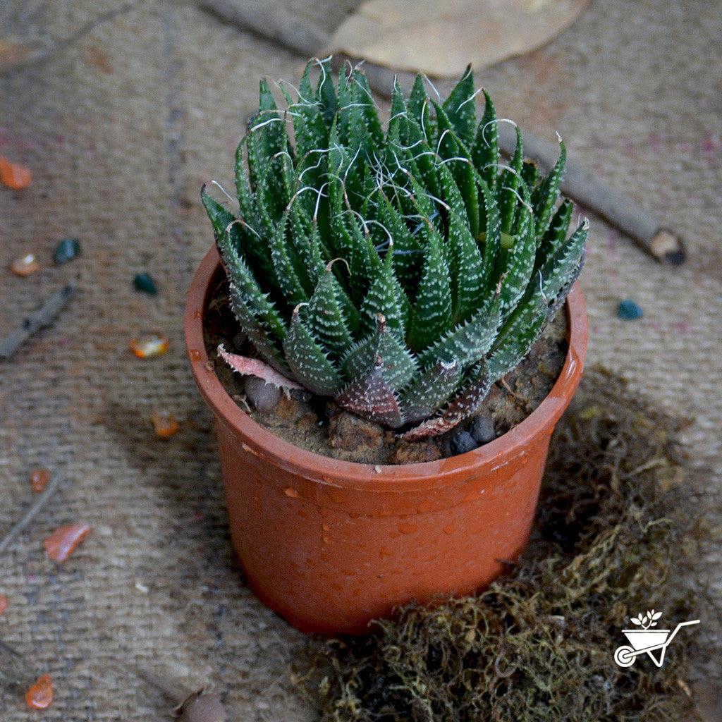 Aloe Aristata Succulent Plant