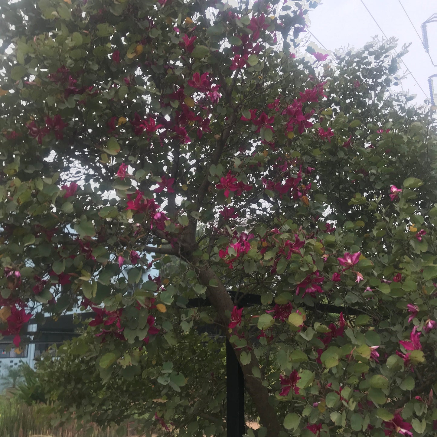 Bauhinia Blakeana Kachnar Plant