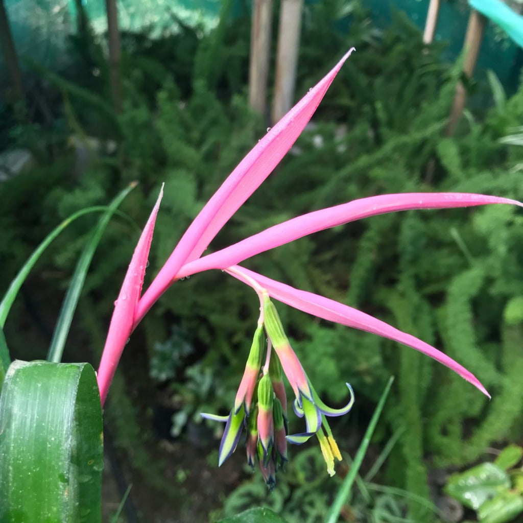 Billbergia Nutans Plant