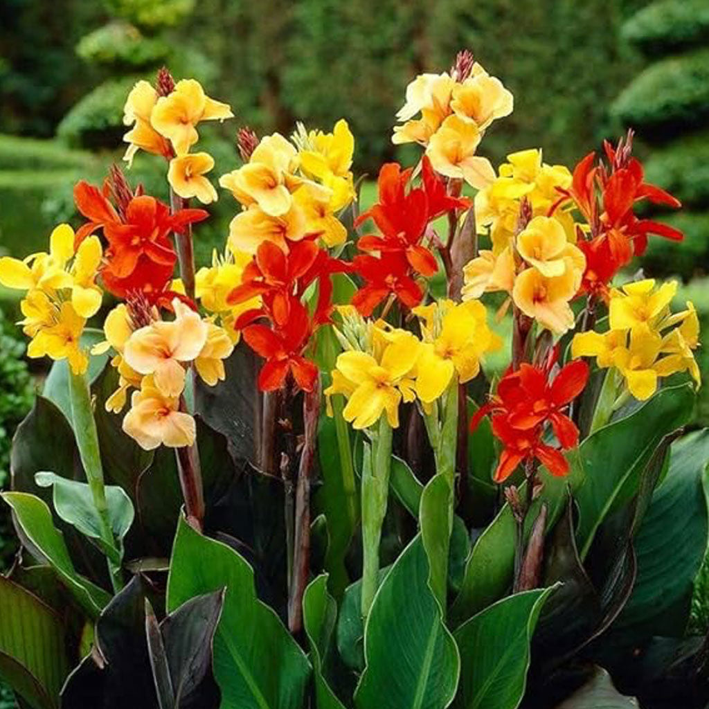 Canna Lily Coccinea Red & Carol's Yellow Mix (Rhizomes)