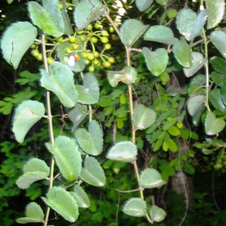 Cissus Rotundifolia Succulent Plant