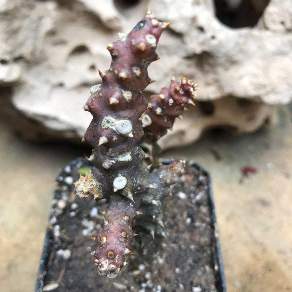 Edithocolea Grandish Succulent Plant
