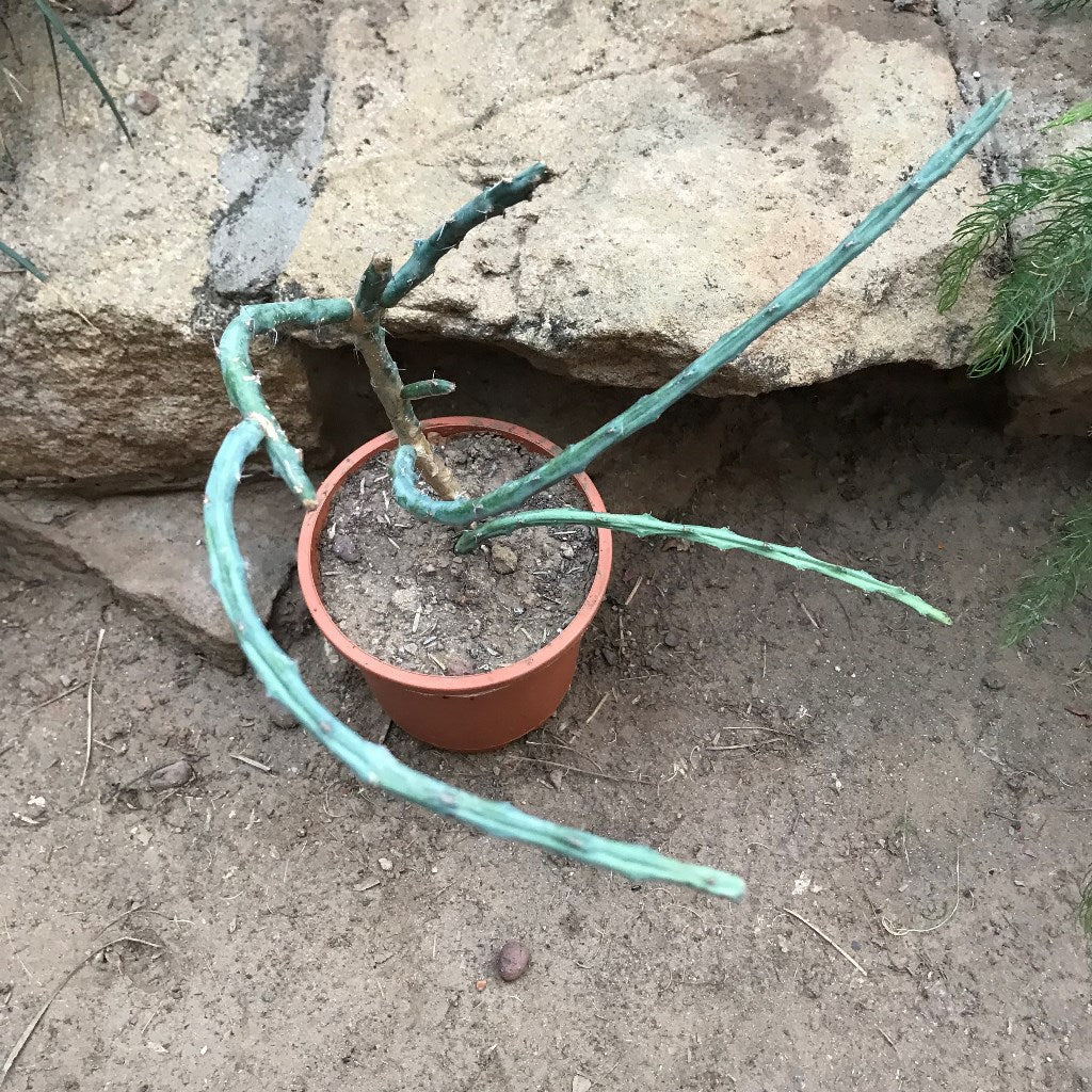 Euphorbia Septentrionalis Cactus Plant