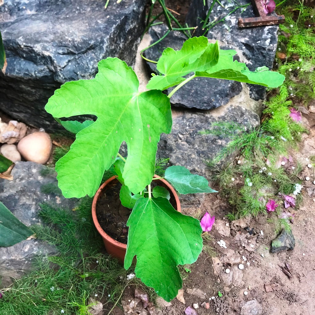 Fig Deanna Tissue Culture Anjeer Plant