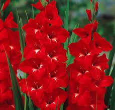 Gladiolus ‘Trader Horn’ Bulbs