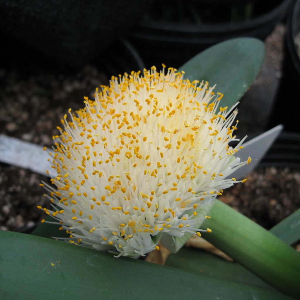 Haemanthus Albiflos Lily Plant