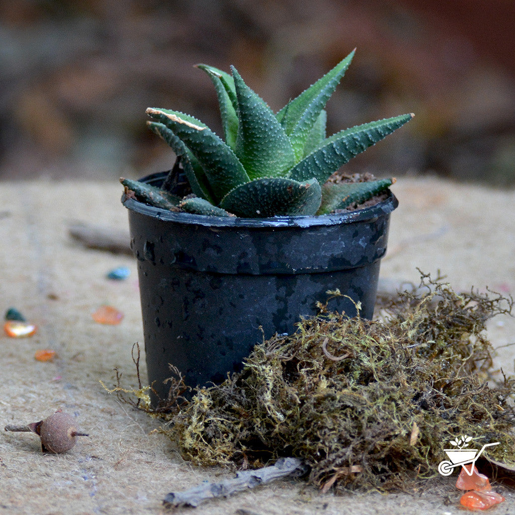Haworthia Viscosa Succulent Plant