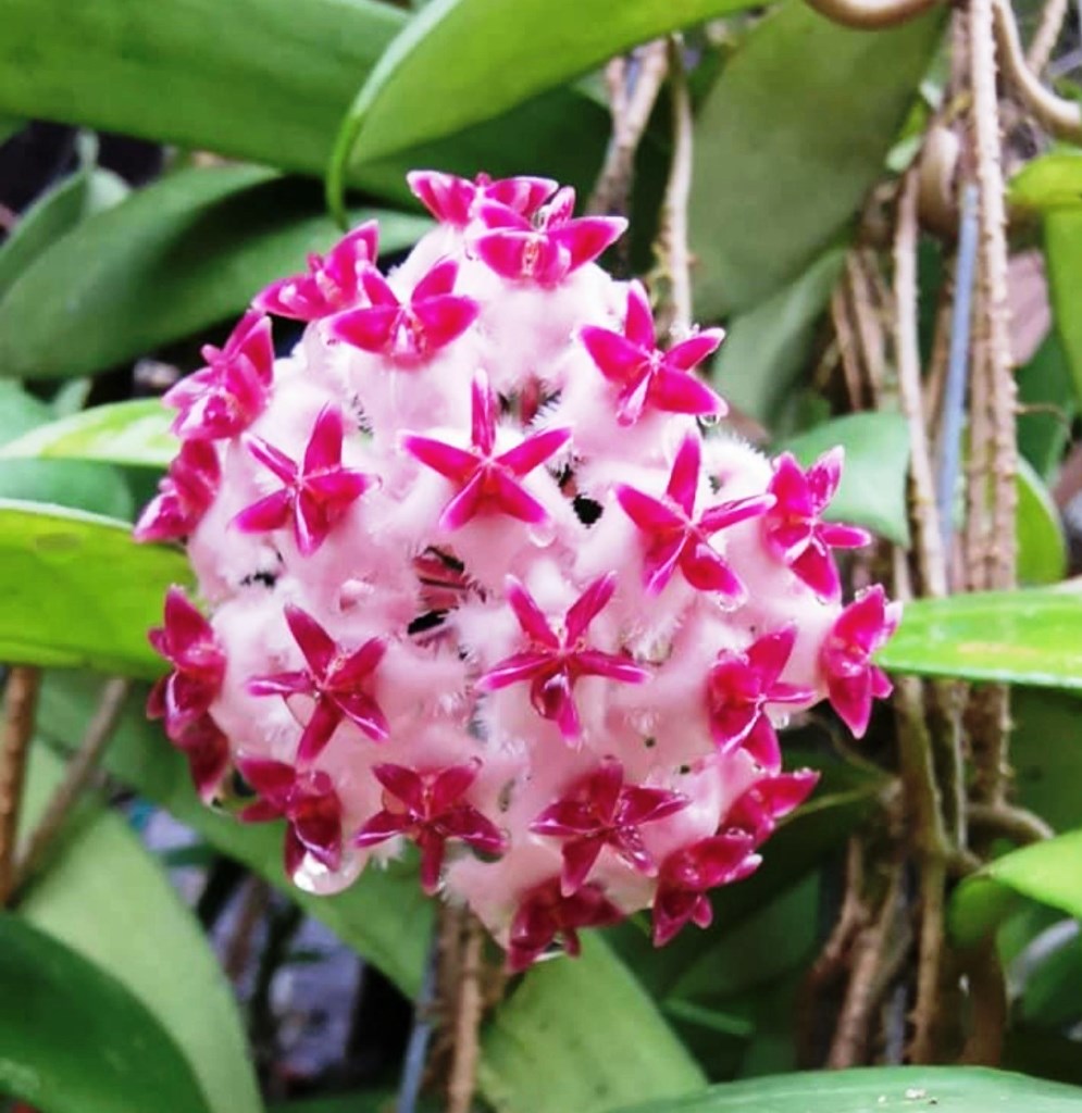 Hoya Erythrostemma Shocking Pink Plant