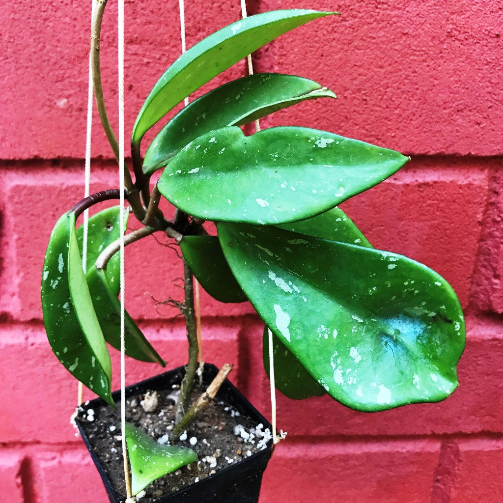 Hoya Pubicalyx Pink Silver Plant