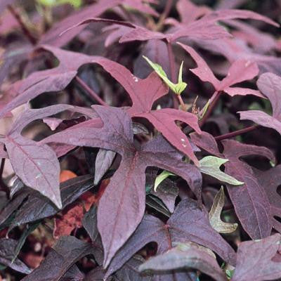 Ipomoea Batatas Blackie Plant