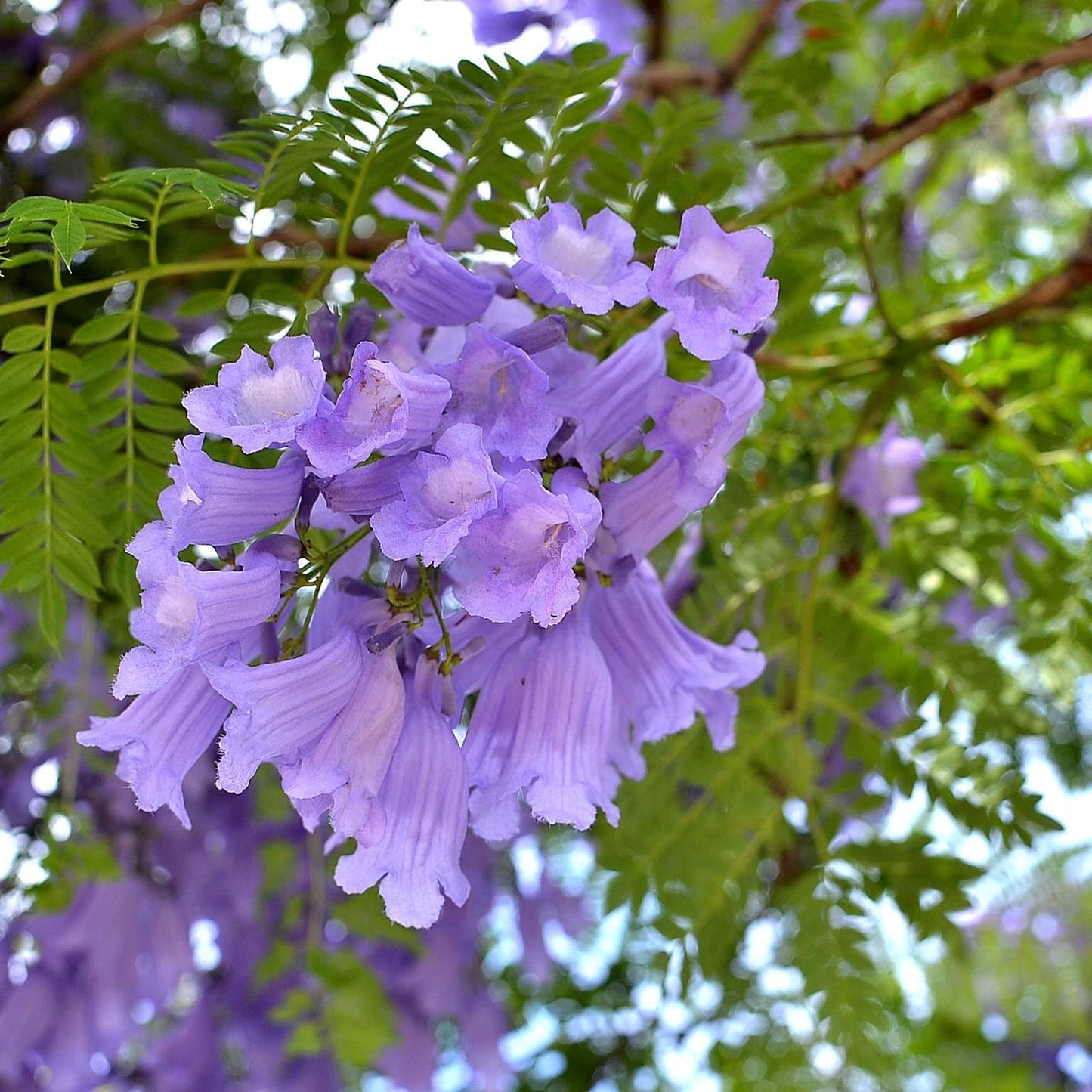 Jacaranda Mimosifolia - Mimosa Jacarnanda