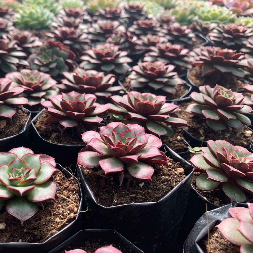 Echeveria Korean Hybrid Succulent Plant