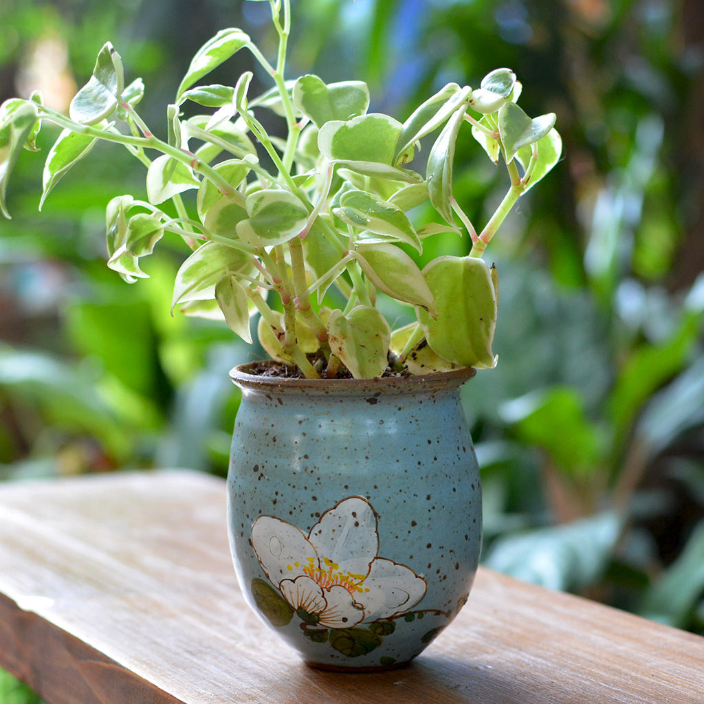 Like A Daisy Ceramic Pot