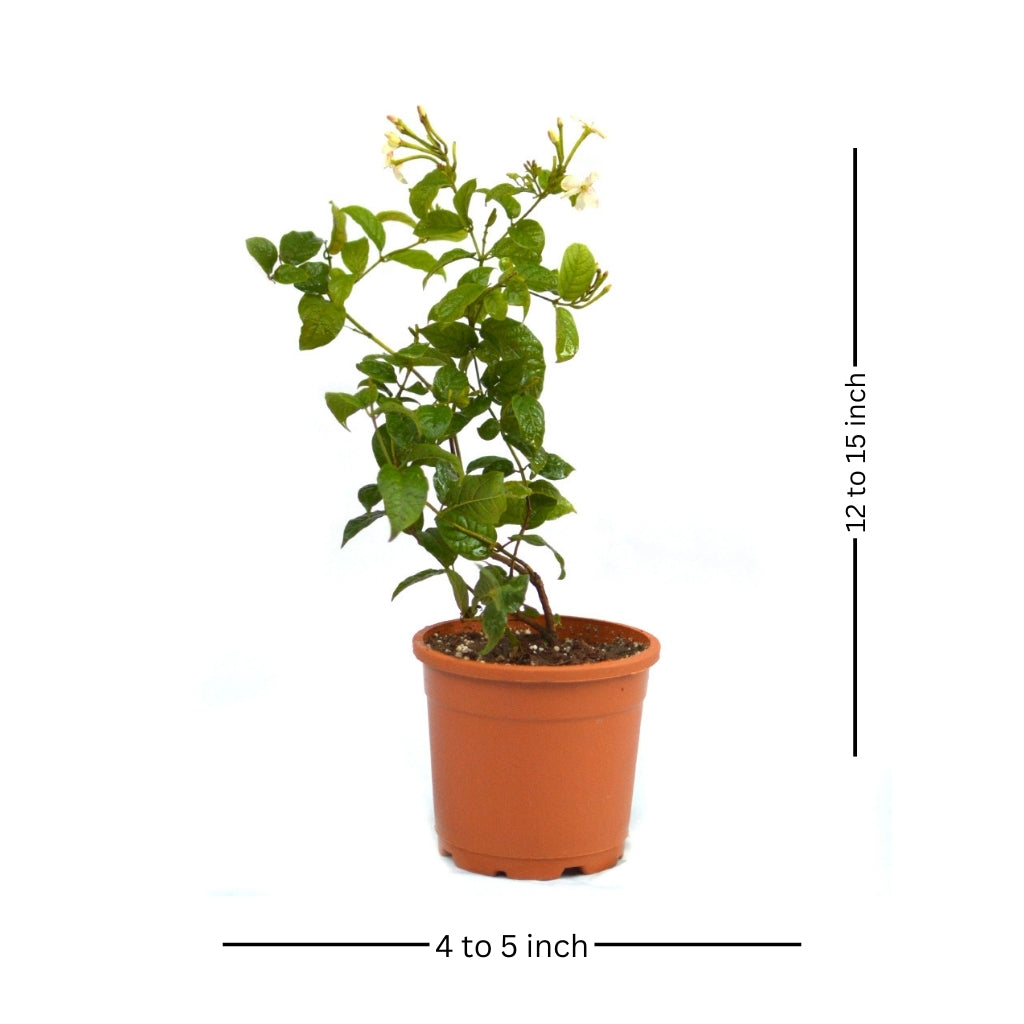 Dwarf Madhu Malti | MadhuMalti | Rangoon Creeper Plant