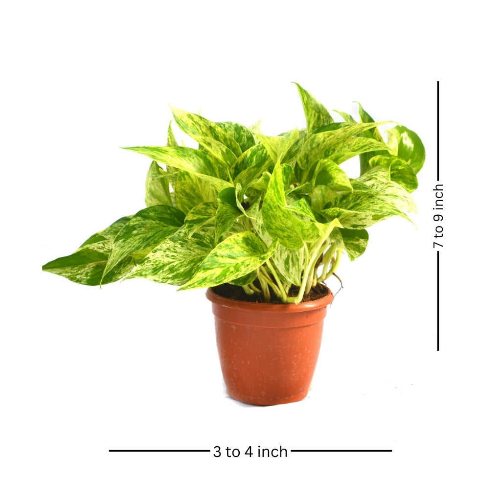 Pothos Marble Queen Money Plant