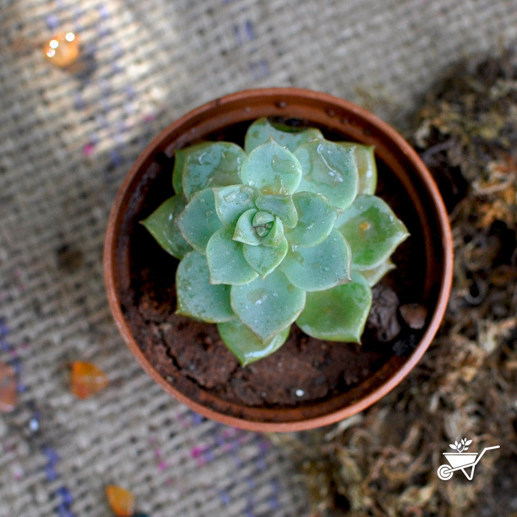 Sedeveria Green Rose Succulent Plant