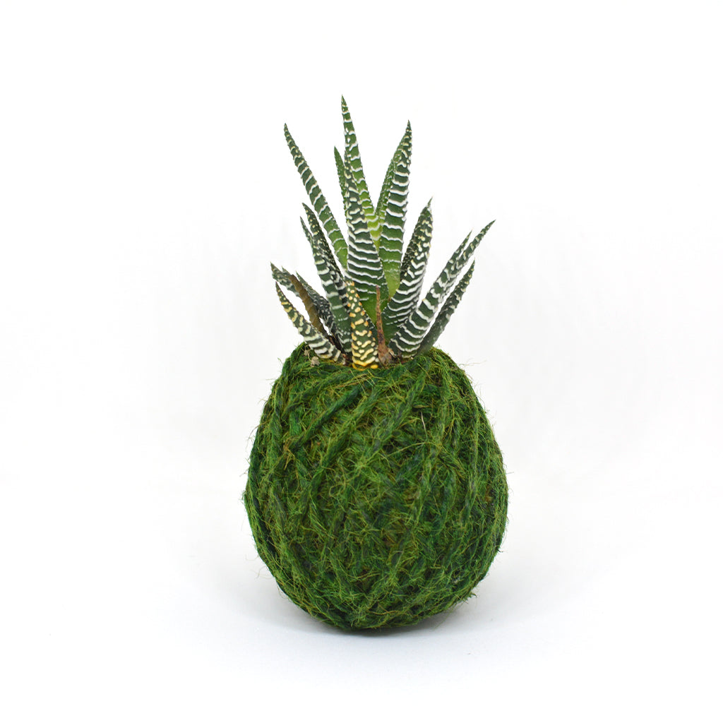 Kokedama Moss Ball Haworthia Attenuata Plant