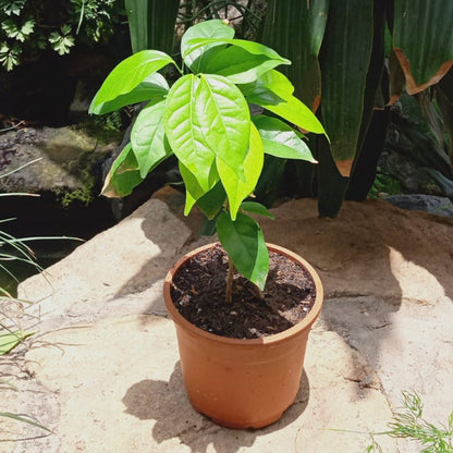  Garlic Vine Plant