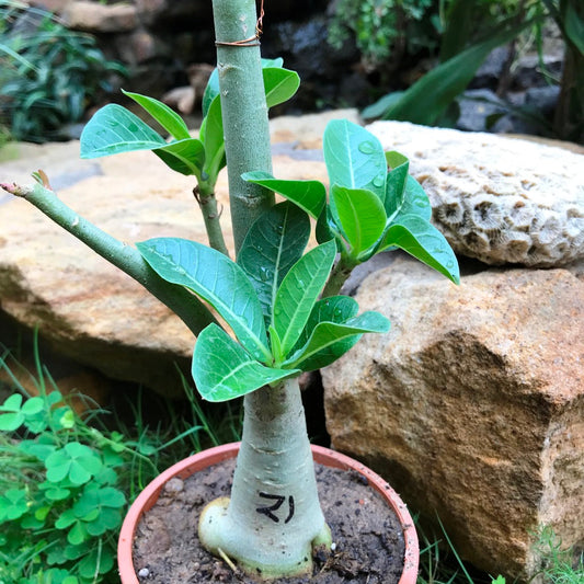  Adenium Arabicum - PMK+GC Plant