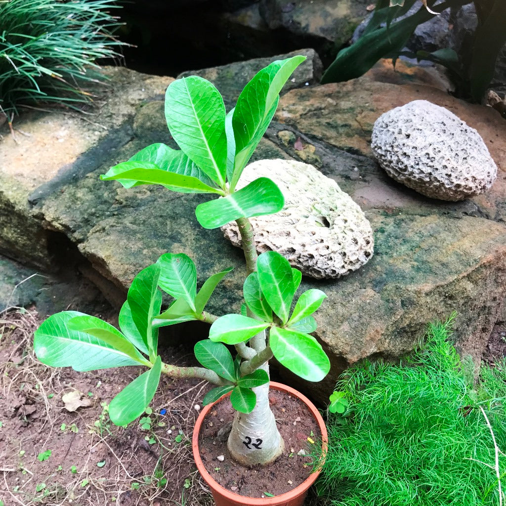  Adenium Arabicum - PMK Plant