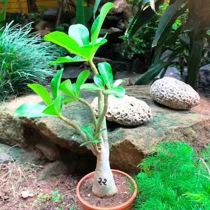  Adenium Arabicum - PMK Plant