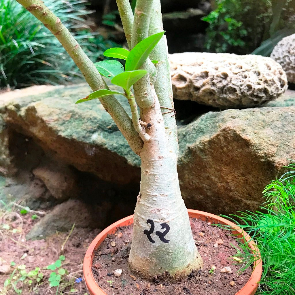  Adenium Arabicum - PMK Plant