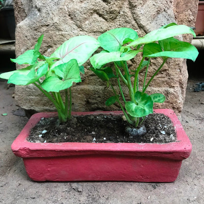  Set Of 4 Sleek Rectangle Terracotta Tray