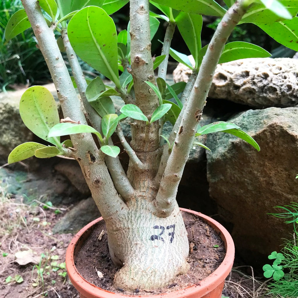  Adenium Arabicum - LL+FB Plant