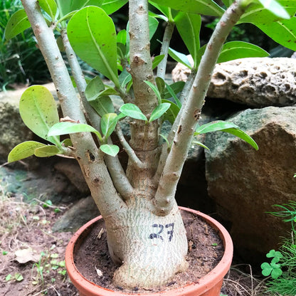  Adenium Arabicum - LL+FB Plant