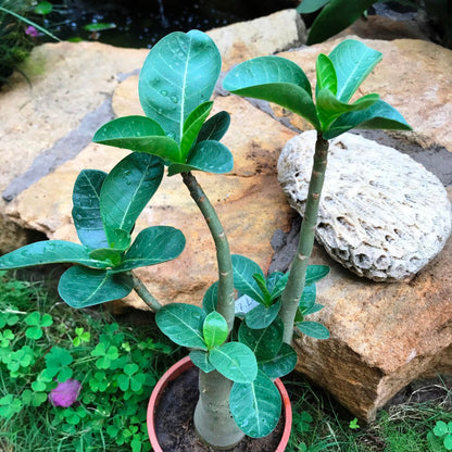  Adenium Arabicum - LL+FB Plant