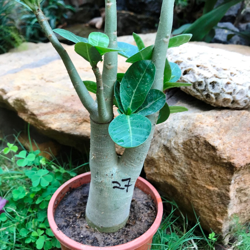  Adenium Arabicum - LL+FB Plant