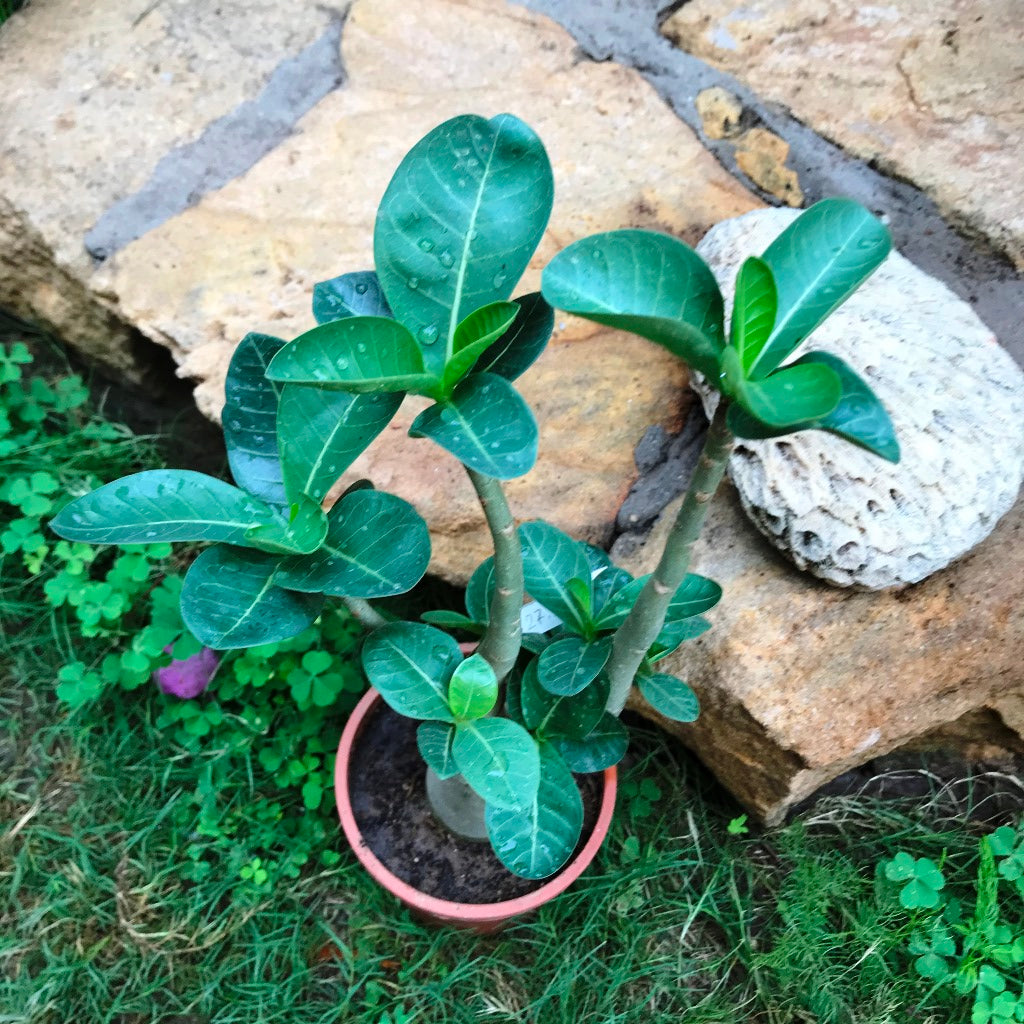  Adenium Arabicum - LL+FB Plant