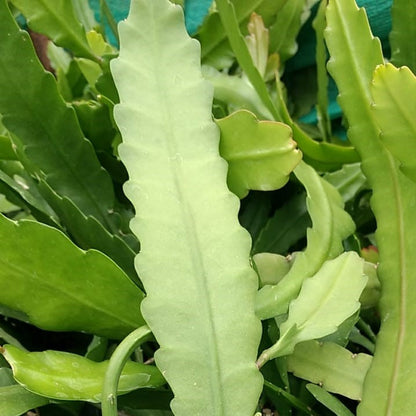 Epiphyllum Hybird Renown Plant