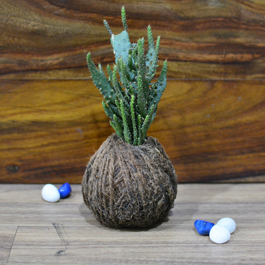  Kokedama Moss Ball Opuntia Monocantha Fma Variegata Montruosa Plant