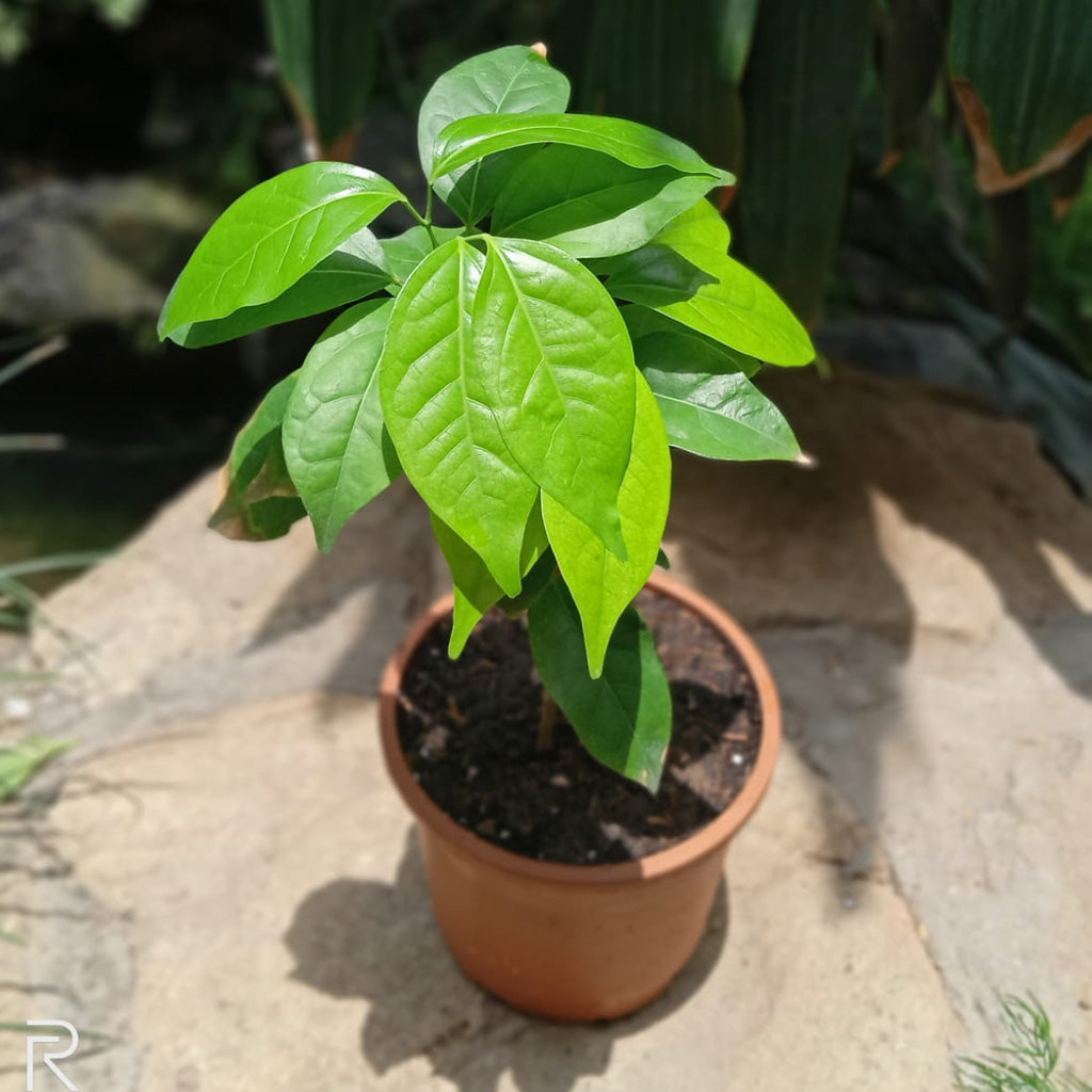  Garlic Vine Plant
