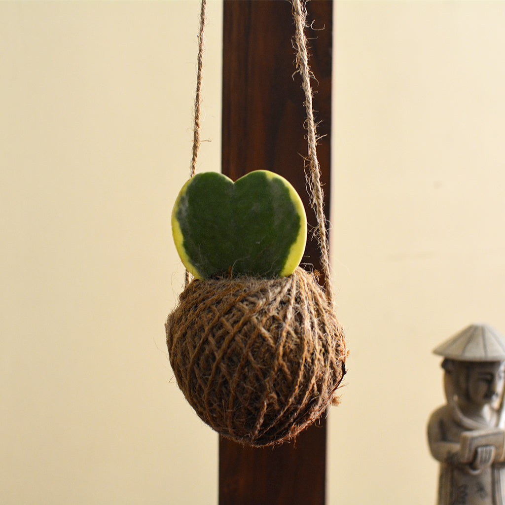 Kokedama Moss Ball Hoya Keri Plant
