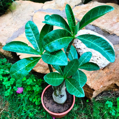  Adenium Arabicum - MMK+FB Plant
