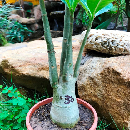  Adenium Arabicum - MMK+FB Plant