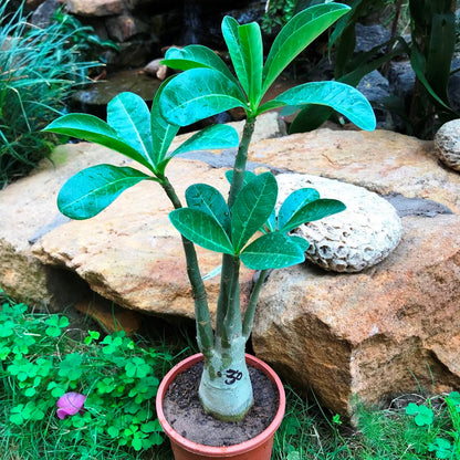 Adenium Arabicum - MMK+FB Plant
