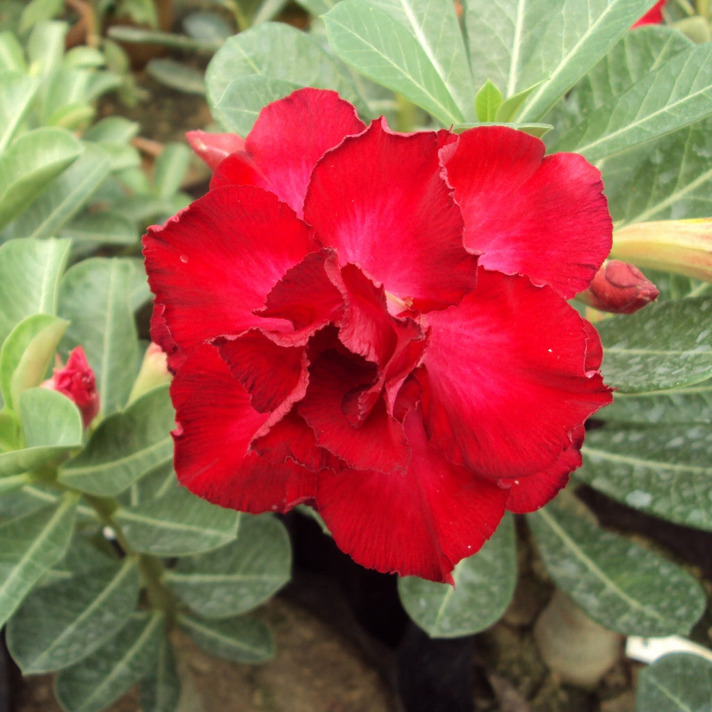  Burning Heart Adenium Plant