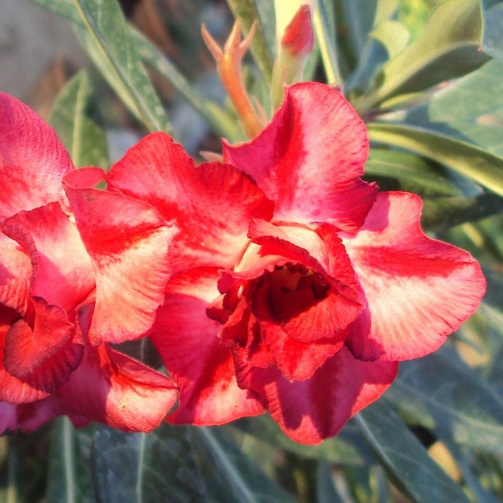  Dang U Thai Adenium Plant