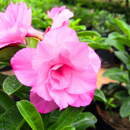  Fathuma Adenium Plant