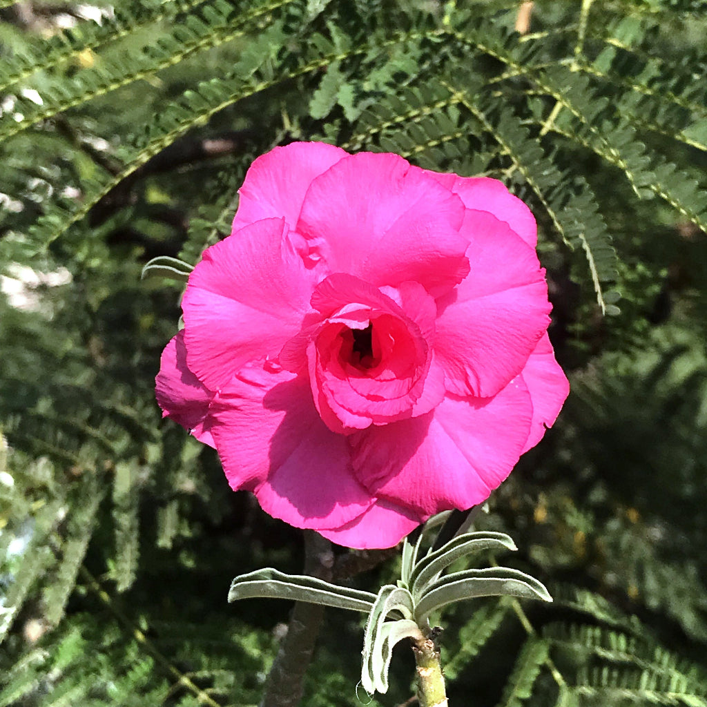  Hussade Pink Adenium Plant