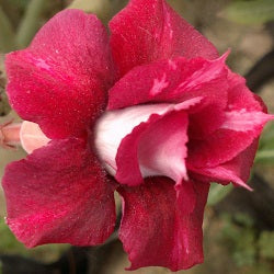  Siam Amio Adenium Plant